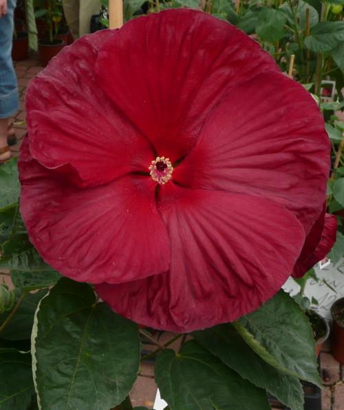 Hibicus