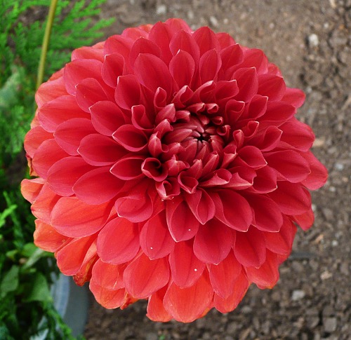 Dahlia 'Andrey Grace'