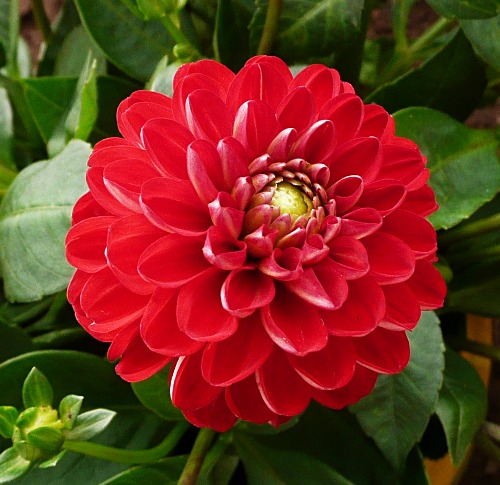 Dahlia 'Baby'
