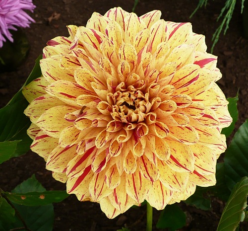 Dahlia 'Gloriosa'