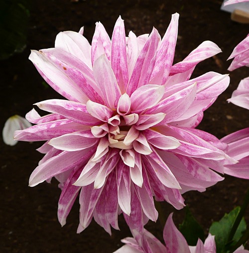 Dahlia 'Pink Giraffe'