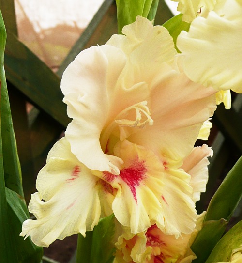 Gladiolus 'Duo'