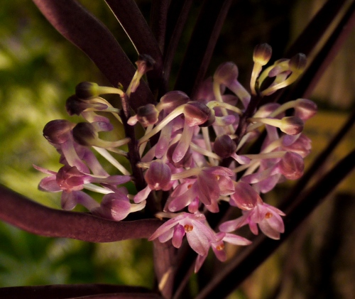 Ascocentrum chrystensonianum