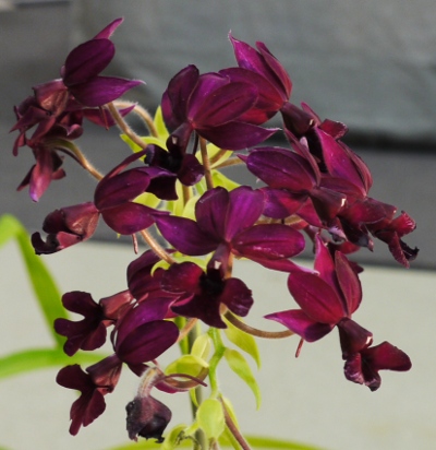 Calanthe 'St. Aubin' Hybrid