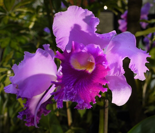 Cattleya hybrid