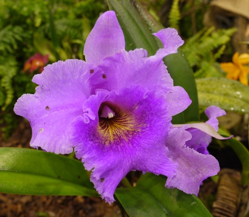 Cattleya hybrid