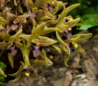 Cymbidium deronianum