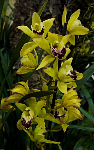Cymbidium hybrid