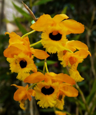 Dendrobium fimbriatum var. oculatum
