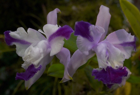 G. intemedia var. aquinii
