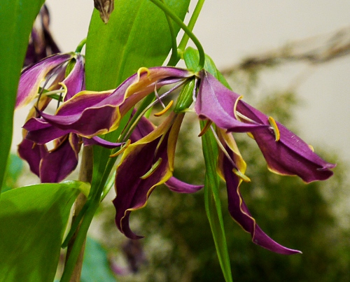 Gloriosa