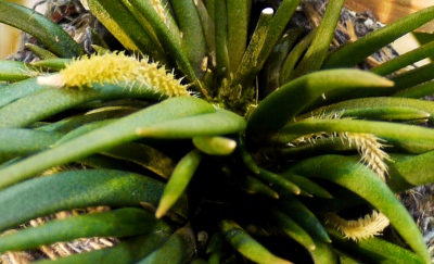 Oberomia pumilia