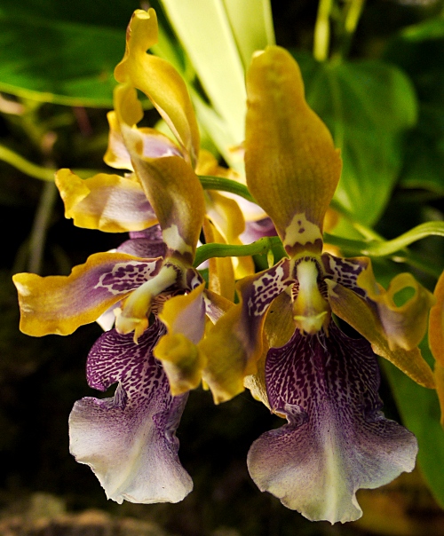 Odontoglossum wyattianum