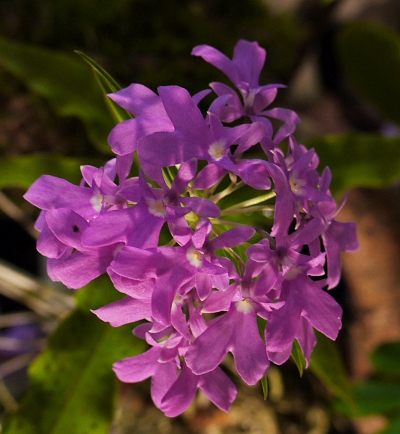 Oerstedella cenfadenia