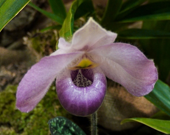Paphiopedilum 'Ho Chi Minh'