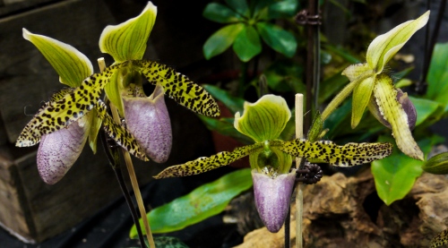 Paphiopedilum sukhakulii x liemianu