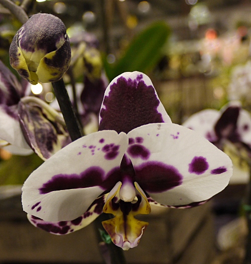 Phalaenopsis