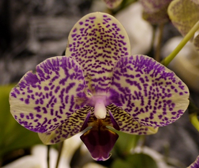 Phalaenopsis 'Brother Dawl'