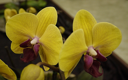 Phalaenopsis 'Solid Gold'