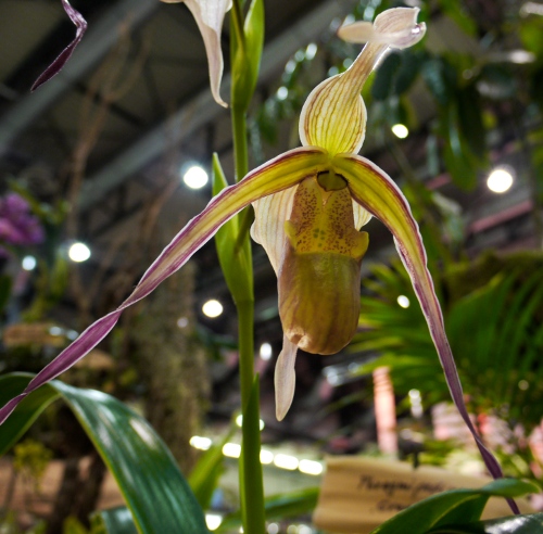 Phragmipedium grande