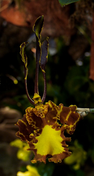 Psychopsis mariposa