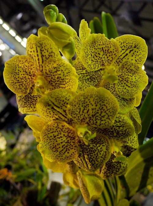 Vanda hybrid