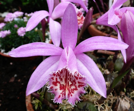 Pleione limprichtii