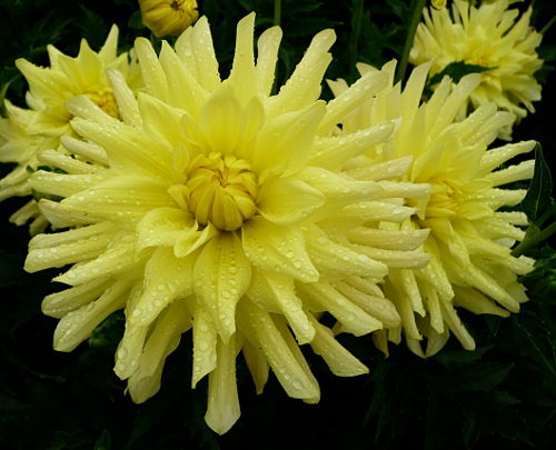 Dahlia