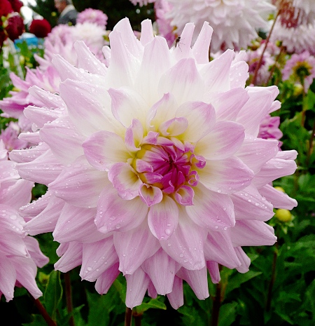 Dahlia