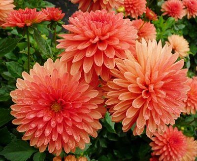 Dahlia