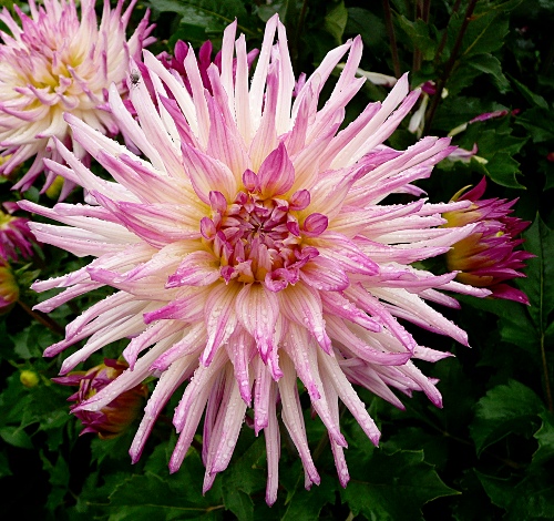 Dahlia 'Jindra'