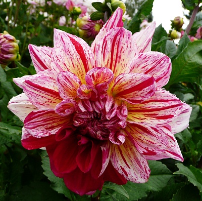 Dahlia 'Kaliope'