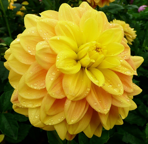 Dahlia 'Pastel'