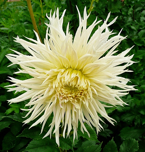 Dahlia 'Patricie'