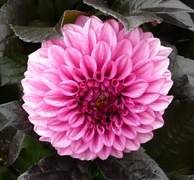 Dahlia 'Quido'