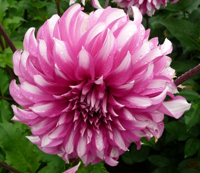 Dahlia 'Radegast'