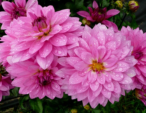 Dahlia 'Rigel'
