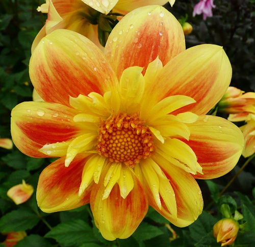 Dahlia 'Slavík'
