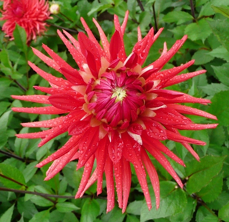 Dahlia 'Sylva'
