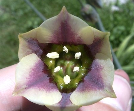 Nectaroscordum siculum