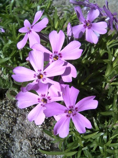 Dianthus