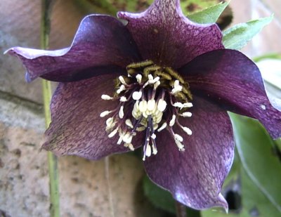 Helleborus