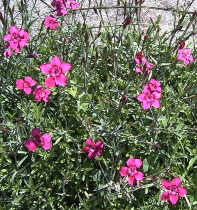 Dianthus alpinus