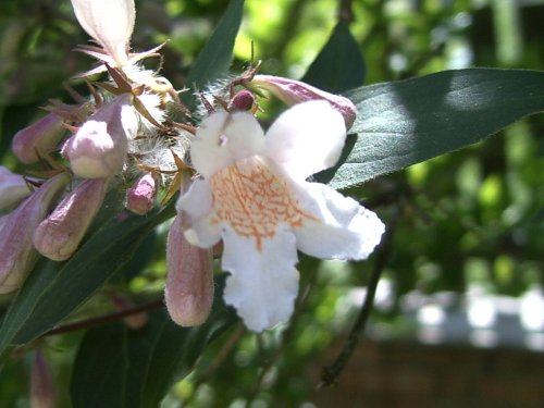 Kolkwitzia amabilis