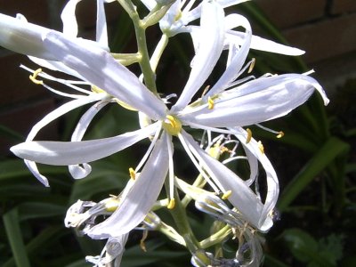Camassia