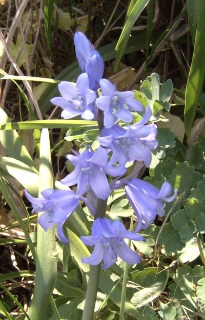 Scilla