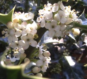 Mahonia