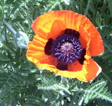 Papaver