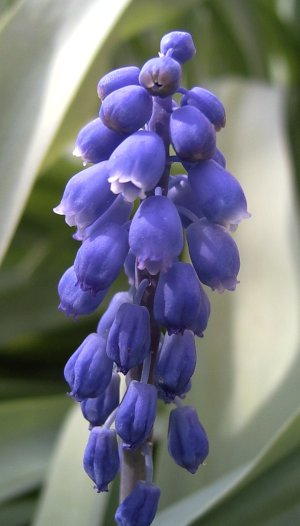 Muscari armeniacum