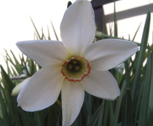 Narcissus poëticus